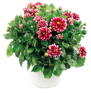 FLEURON - Dahlia pot 4.5 l - large