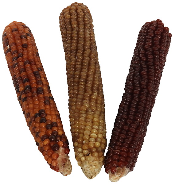 AGROBIOTHERS - Mini epi de maïs x3 pour rongeurs 100g tyrol - large