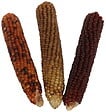 AGROBIOTHERS - Mini epi de maïs x3 pour rongeurs 100g tyrol - vignette