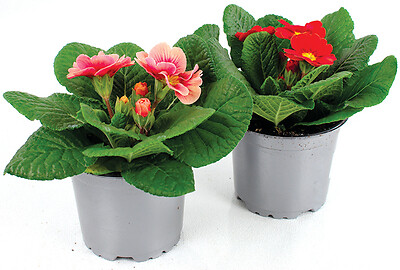 FLEURON - Primevère pot 10,5 cm - large