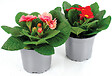 FLEURON - Primevère pot 10,5 cm - vignette