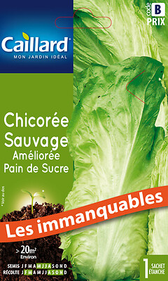 CAILLARD - Chicorée sauvage améliorée pain de sucre - large