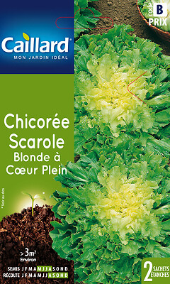 CAILLARD - Chicorée scarole blonde à coeur plein - large