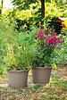 DEROMA - Cilindro Day R Camel 60cm - vignette
