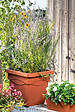 DEROMA - Quadro Day R Cotto 38cm - vignette