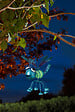 SMARTSOLAR - Insectes phosporescents - vignette