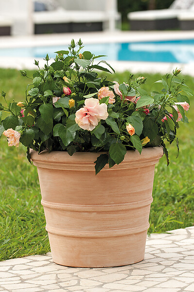 DEROMA - Vaso Siena Toscana 23cm - large