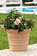 DEROMA - Vaso Siena Toscana 23cm - vignette