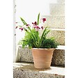 DEROMA - Vaso Siena Toscana 23cm - vignette