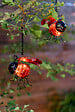 GALIX - Coccinelle solaire - vignette