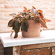 DEROMA - Pot Cylindrique Luna 26 cm - vignette