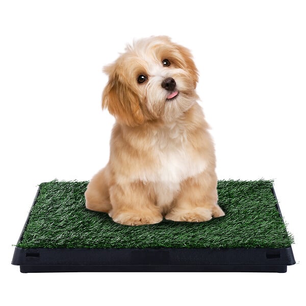 PAWHUT - Litière gazon synthétique chiens toilettes portables à pelouse tiroir à déjection 63L x 51l x 6H cm noir vert - large