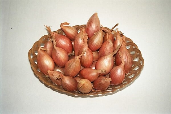 BERNARD - Echalotte germor - 500g - large