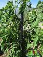 MIKADO - Tuteur 180cm anthracite + 4 attaches - vignette