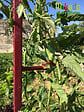 MIKADO - Tuteur 180cm cerise + 4 attaches - vignette
