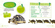 GRENOUILLE - Ma tortue - vignette