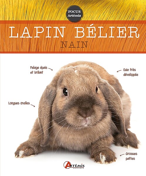 ARTEMIS - Lapin bélier nain - large