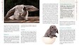 ARTEMIS - Lapin bélier nain - vignette