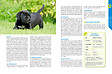 ARTEMIS - Cane Corso - vignette