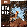 MARTIN - Calendrier - beagle - vignette