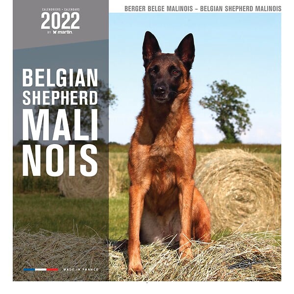 MARTIN - Calendrier - berger belge malinois - large
