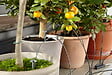 GARDENA - Kit arrosage automatique - 36 pots - vignette