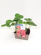 JARDIBEST - Fraisier Charlotte - 4 plants - vignette