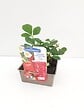 JARDIBEST - Fraisier Cirafine - 4 plants - vignette