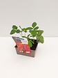 JARDIBEST - Fraisier Gariguette - 4 plants - vignette