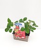 JARDIBEST - Fraisier Mara des Bois - 4 plants - vignette