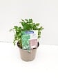 JARDIBEST - Persil simple Gigante di Napoli - Pot de 1L - vignette