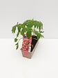 TAUGOURDEAU - Tomate cerise Supersweet 3 plants - vignette