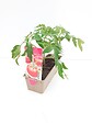 TAUGOURDEAU - Tomate Pyros 3 plants - vignette