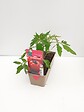 TAUGOURDEAU - Tomate supersteack 3 plants - vignette