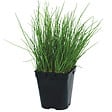 FLEURON - Ciboulette pac P1LP RC - vignette