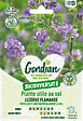 GONDIAN - Plantes utiles au sol - Luzerne Flamande Gondian - vignette