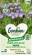 GONDIAN - Plantes utiles au sol - Phacélie Gondian - vignette