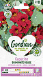 GONDIAN - Capucine Lobb Spit Fire Gondian - vignette