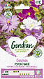 GONDIAN - Cosmos Psychée Gondian - vignette