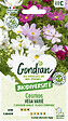 GONDIAN - Cosmos Vega Varié Gondian - vignette