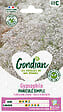 GONDIAN - Gypsophile Paniculé Simple Gondian - vignette