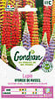 GONDIAN - Lupin Hybride de Russell Varié Gondian - vignette