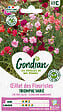 GONDIAN - Oeillet des Fleuristes Triomphe Varié Gondian - vignette