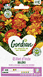 GONDIAN - Oeillet d'Inde Bonita Boléro Gondian - vignette