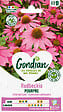 GONDIAN - Rudbeckia Pourpre Magnus Gondian - vignette