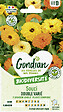 GONDIAN - Souci Pacific Beauty Varié Gondian - vignette