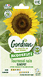 GONDIAN - Tournesol Nain Sunspot Gondian - vignette