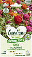 GONDIAN - Zinnia Lilliput Varié Gondian - vignette