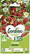GONDIAN - Fraisier des Bois Bio Gondian - vignette