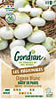GONDIAN - Oignon Hâtif de Paris Gondian - vignette